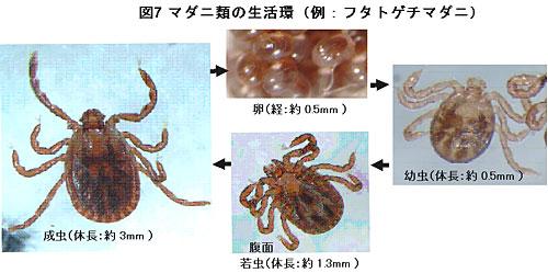 マダニ類の生活環の写真