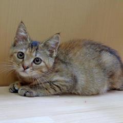 茶キジ