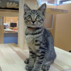 キジトラ
