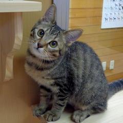 キジトラ