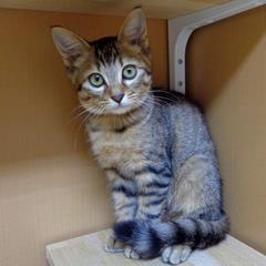 キジトラ
