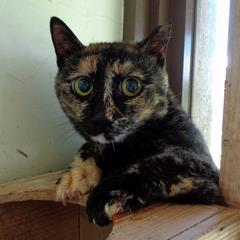 sabi mimi