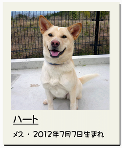 ハート