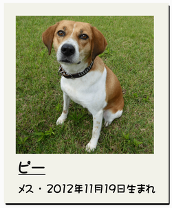 ピー