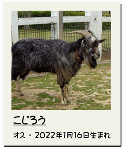 こじろう