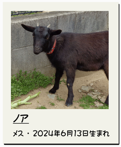 ノア