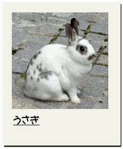うさぎ