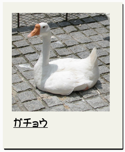 ガチョウ