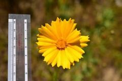 オオキンケイギクの花の写真