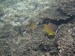 テーブルサンゴとチョウチョウウオの画像