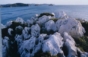 白崎海岸の写真