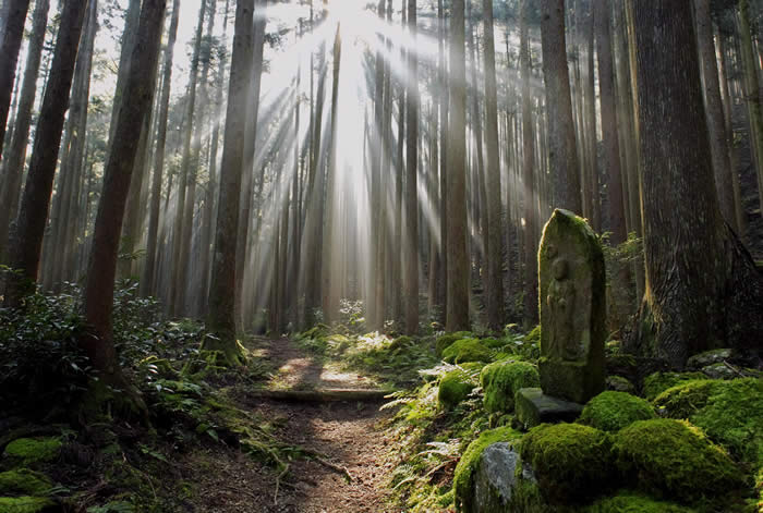 熊野山道の写真