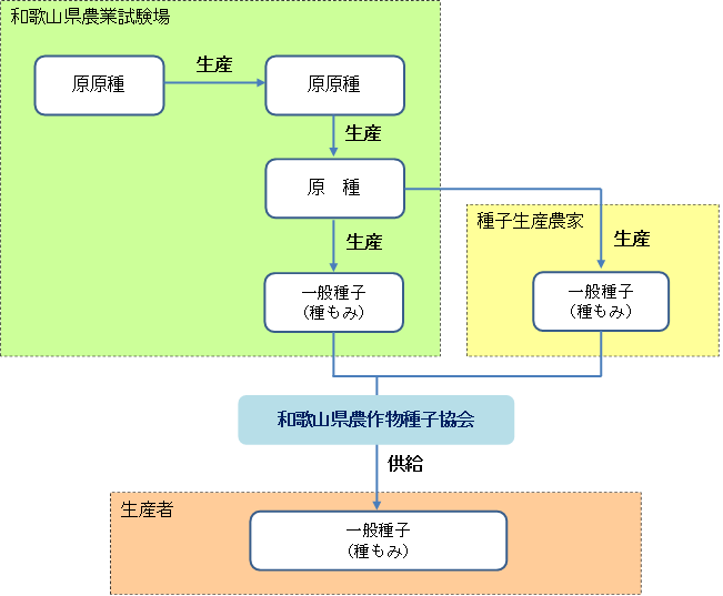 種子生産フロー図