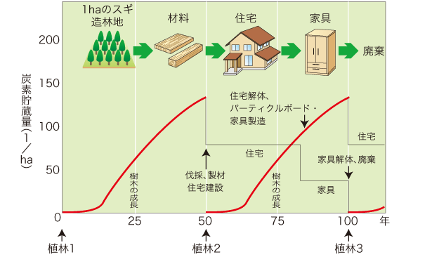 スギの育成期間及び材利用の全過程における炭素貯蔵量の変化の画像