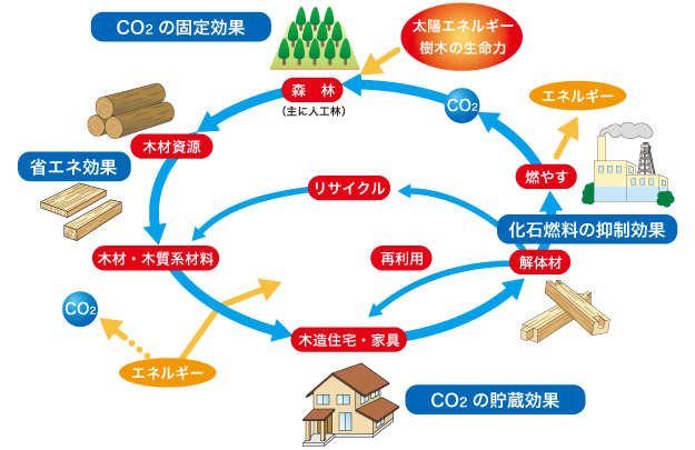 木材の育成とその利用サイクルの画像