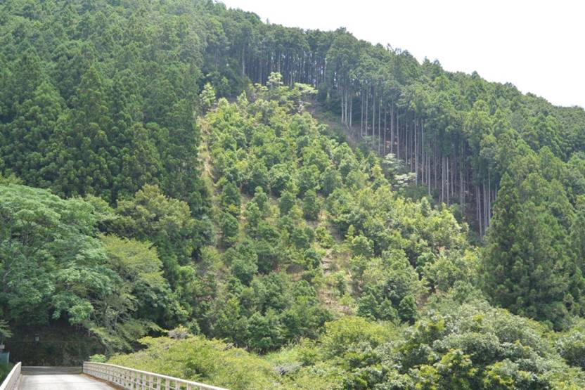 山腹工を実施したことで森林に回復しつつある