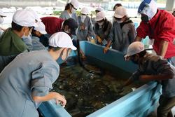 魚食普及