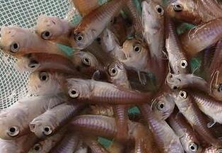 網の中のアマダイ稚魚