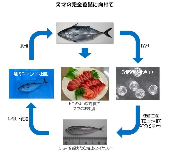 「スマ完全養殖に向けて」の説明画像