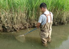 ウナギ生息調査の写真