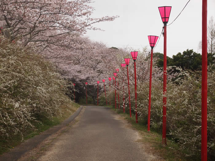 平草原の写真