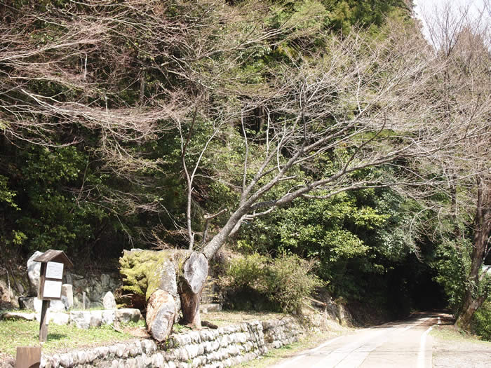 秀衡桜の写真