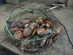 浦神湾のヒオウギ貝