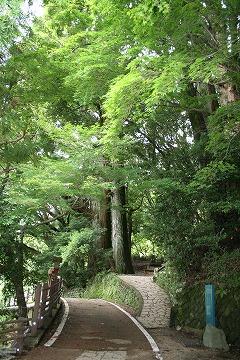 野中の一方杉