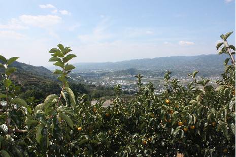 カキ産地の風景写真