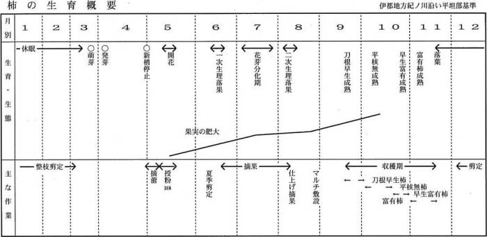 柿の生育概要の説明資料