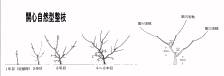 開心自然型の整枝手順の図