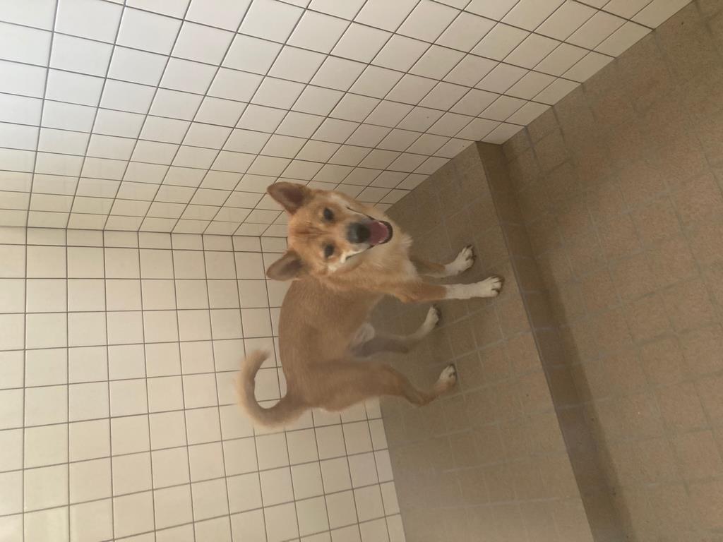 いぬ