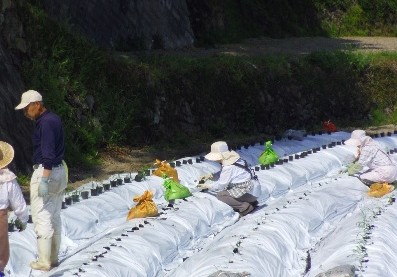 薬草取りの作業風景の画像