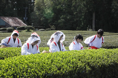 音無茶収穫風景の写真