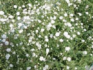 宿根かすみそうの花の写真