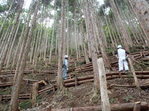 間伐が完了した森林の写真