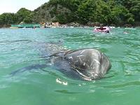 (7月)くじらに出会える海水浴場