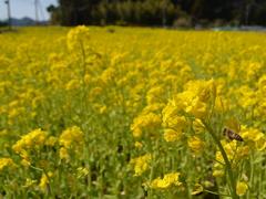 （3月）くじの川の菜の花